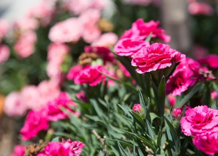 Oasi Eco Boutique Szálloda